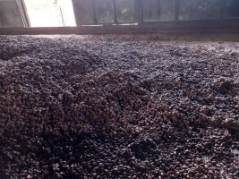 Dried & Fermentation Cocoa Beans from Papua New Guinea